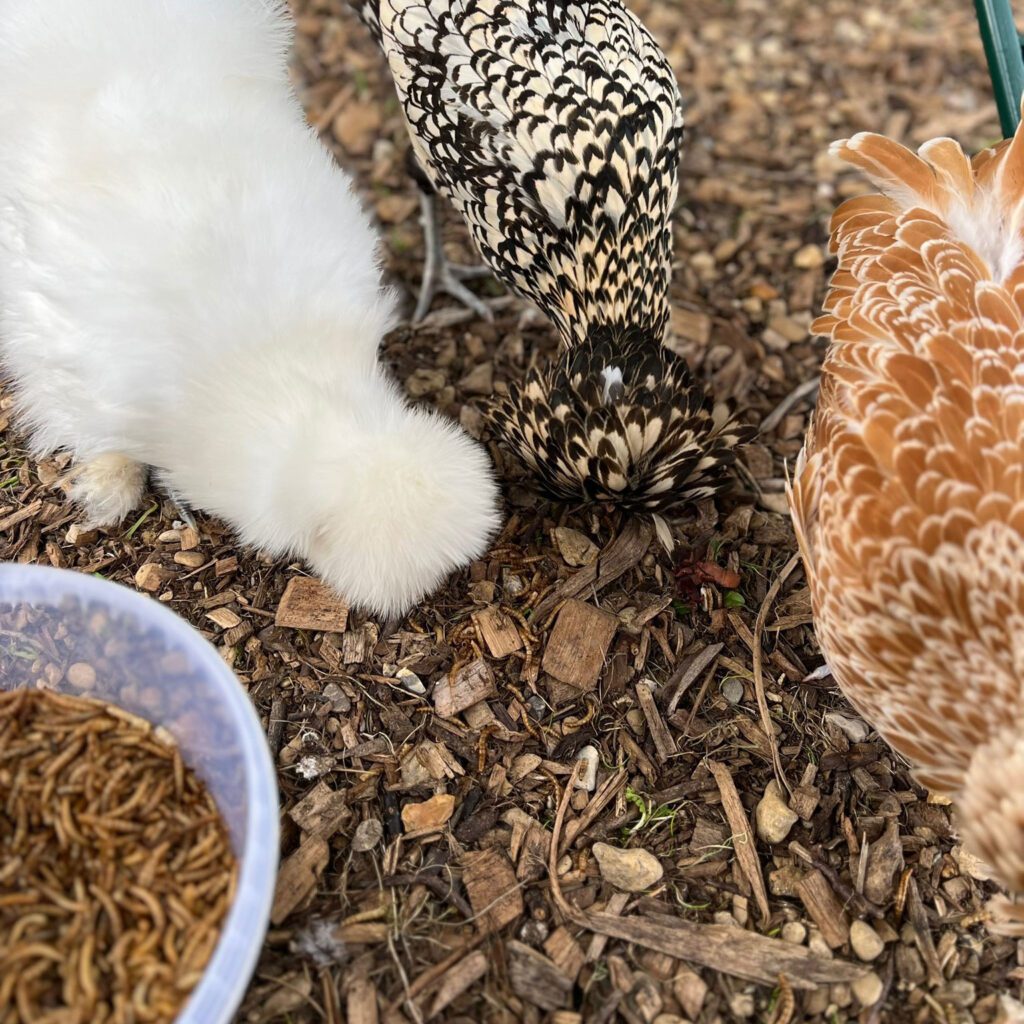 Hens eating grubs