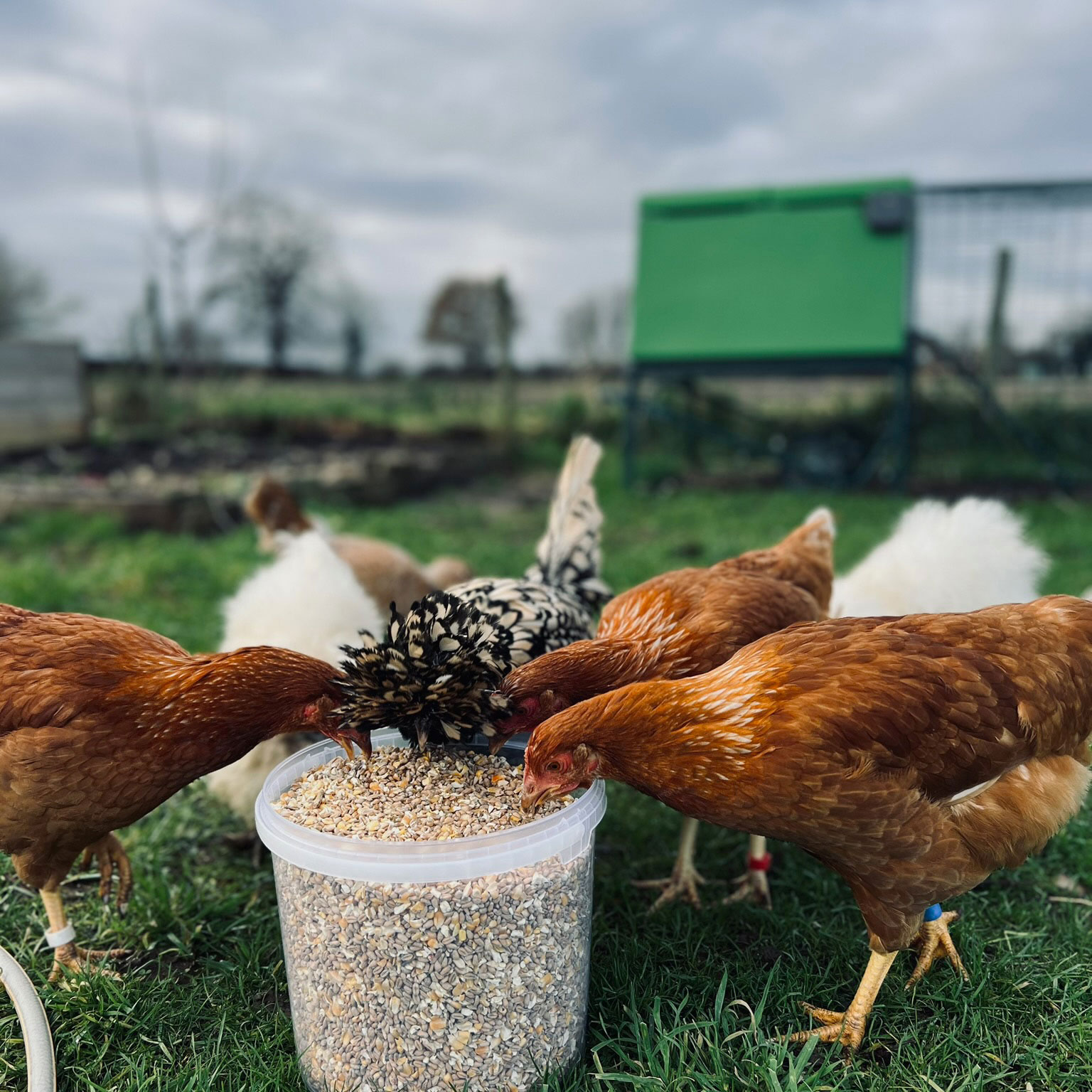 chickens eating grains