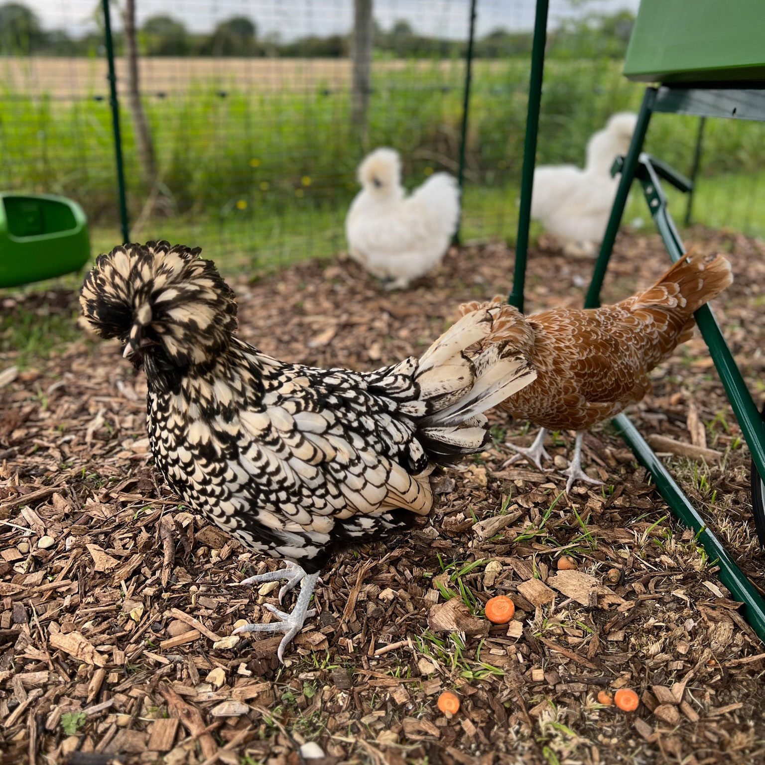 vaccinating chickens