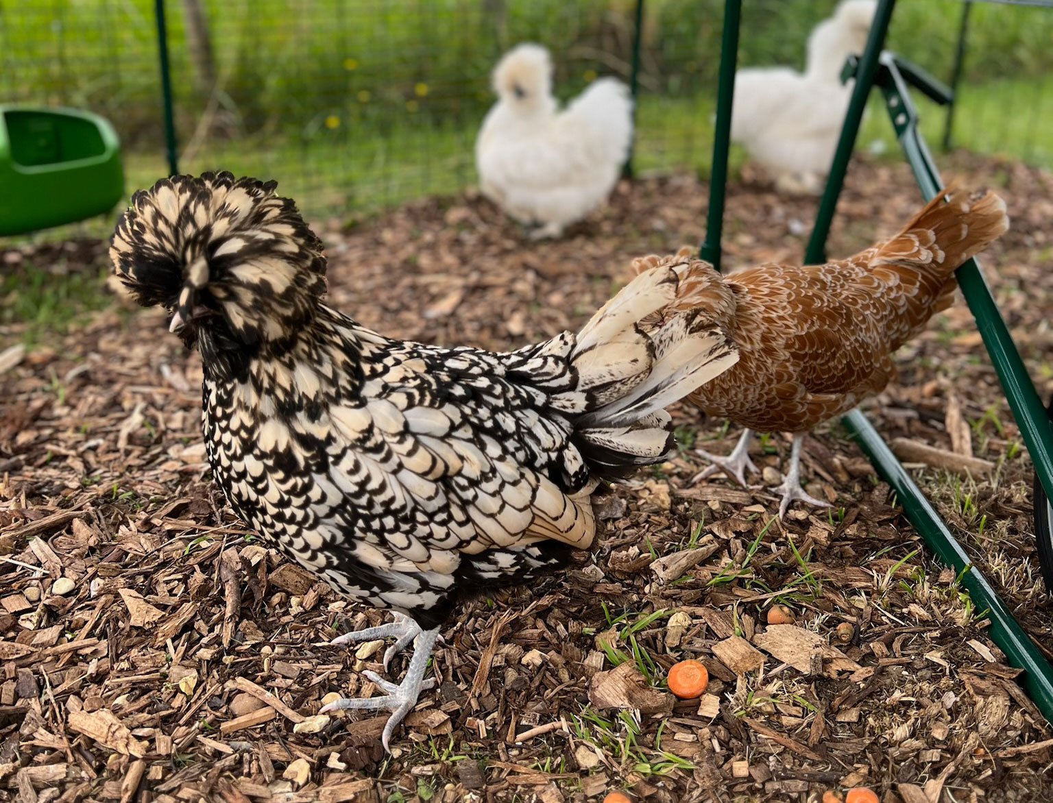 vaccinating chickens