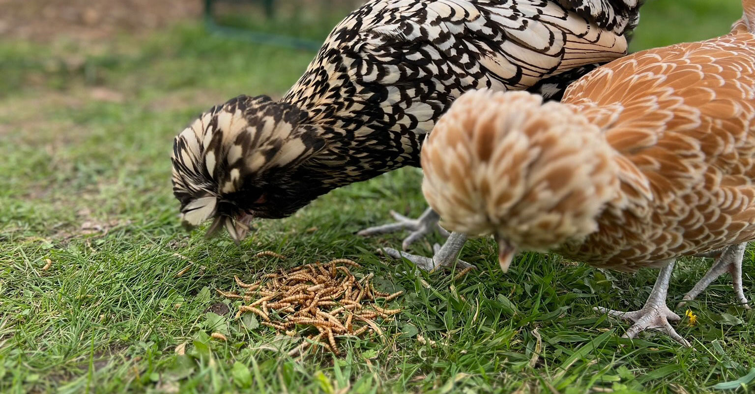 what can't you feed chickens