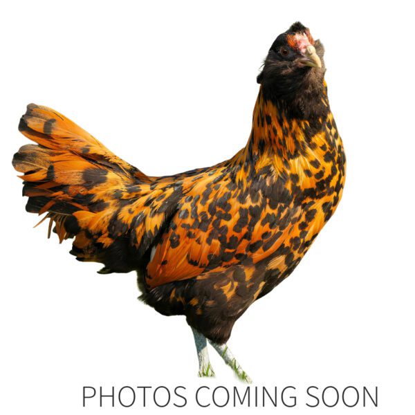 Dutch Bearded Owlbeard Multiple Colours