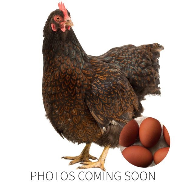 Barnvelder Double Pointed Black (NEW)