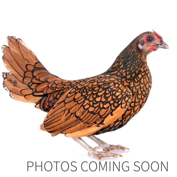 Bantam Sebright Gold