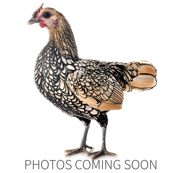 Bantam Sebright Lemon