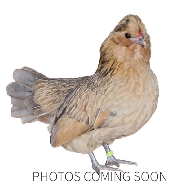 Belgian Bantam Watermael Chickens Multi Coloured