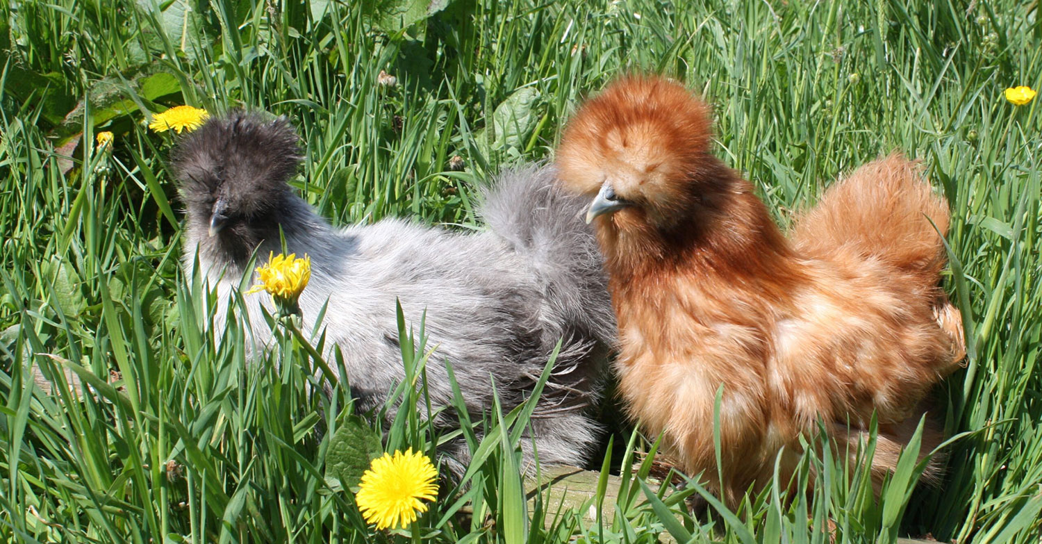silkie header