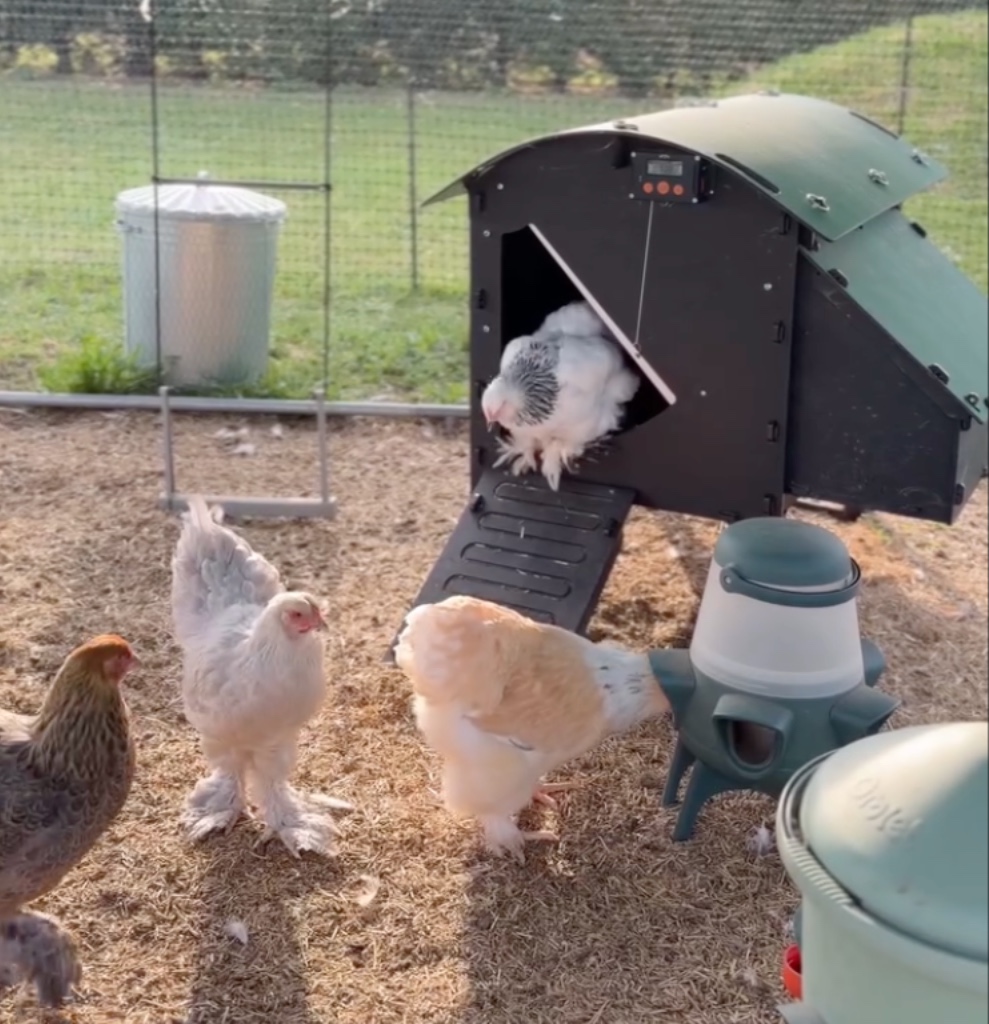 chicken feeders