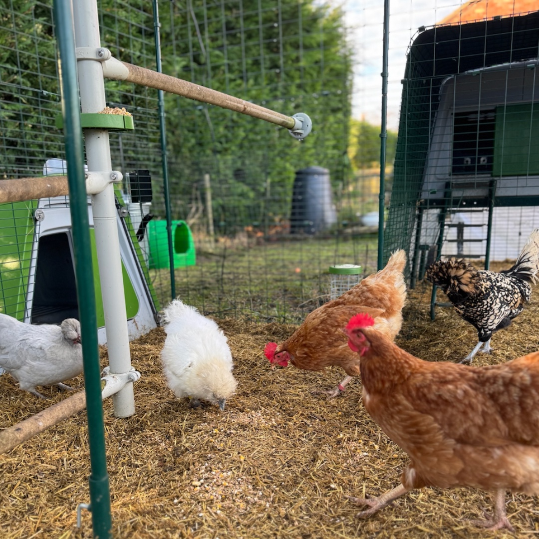 chicken perch